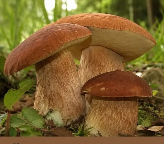 ČUDOTVORNA GLJIVA: VRGANJ KAO LIJEK, SVE O VRGANJU