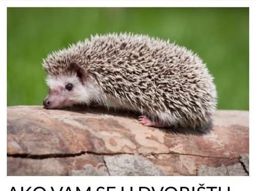 AKO VAM SE U DVORIŠTU POJAVIO JEŽ, MOŽETE MIRNO SPAVATI: Evo što je to dobra vijest za vas!