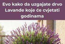 Lakše nego što mislite – Evo kako da uzgajate drvo Lavande koje će cvjetati godinama