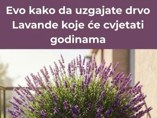 Lakše nego što mislite – Evo kako da uzgajate drvo Lavande koje će cvjetati godinama