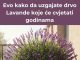 Lakše nego što mislite – Evo kako da uzgajate drvo Lavande koje će cvjetati godinama