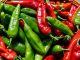 Izdržite nekoliko minuta: Ljuta paprika je lijek za mnoge bolesti!