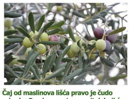 Čaj od maslinova lišća pravo je čudo prirode: Ovo je recept za napitak koji će vas preporoditi