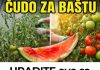 URADITE ovo sa korom lubenica i preporodite baštu u julu