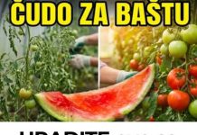 URADITE ovo sa korom lubenica i preporodite baštu u julu
