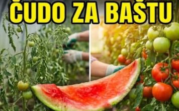 URADITE ovo sa korom lubenica i preporodite baštu u julu