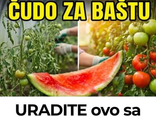 URADITE ovo sa korom lubenica i preporodite baštu u julu