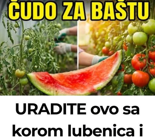 URADITE ovo sa korom lubenica i preporodite baštu u julu