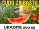 URADITE ovo sa korom lubenica i preporodite baštu u julu