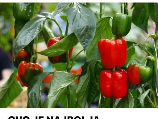 OVO JE NAJBOLJA PRIHRANA IZ VAŠE KUHINJE: Zalivajte mlade paprike ovim rastvorom i rađaće kao lude
