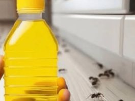 RIJEŠITE SE MRAVA ZA SAMO 4 MINUTE: Pogledajte trik koji djeluje odmah!