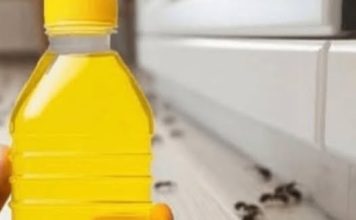 RIJEŠITE SE MRAVA ZA SAMO 4 MINUTE: Pogledajte trik koji djeluje odmah!