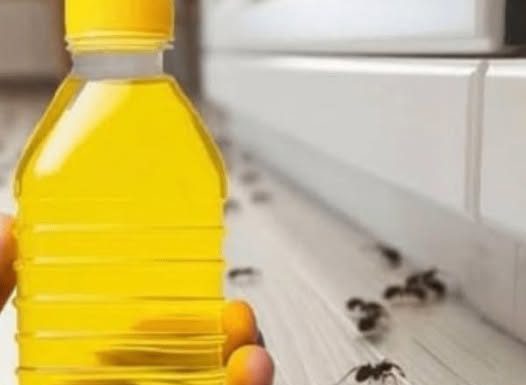 RIJEŠITE SE MRAVA ZA SAMO 4 MINUTE: Pogledajte trik koji djeluje odmah!
