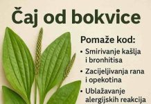 ČAJ OD BOKVICE.. MNOGOBROJNE KORISTI OVE BILJKE