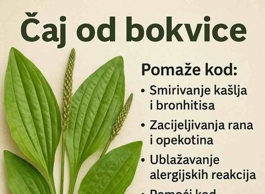 ČAJ OD BOKVICE.. MNOGOBROJNE KORISTI OVE BILJKE