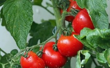 OBRATITE PAŽNJU na OVAJ dio: DOVOLJNO je samo JEDNO kako biste PREPOZNALI paradajz pun hemije