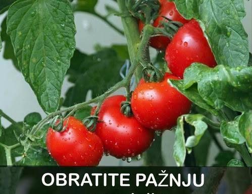 OBRATITE PAŽNJU na OVAJ dio: DOVOLJNO je samo JEDNO kako biste PREPOZNALI paradajz pun hemije