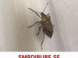 SMRDIBUBE SE UŽASNO PLAŠE JEDNE STVARI: Samo stavite ovo i BJEŽAT ĆE OD VAŠE KUĆE
