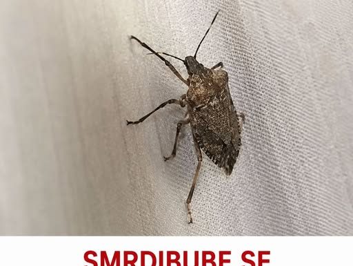 SMRDIBUBE SE UŽASNO PLAŠE JEDNE STVARI: Samo stavite ovo i BJEŽAT ĆE OD VAŠE KUĆE