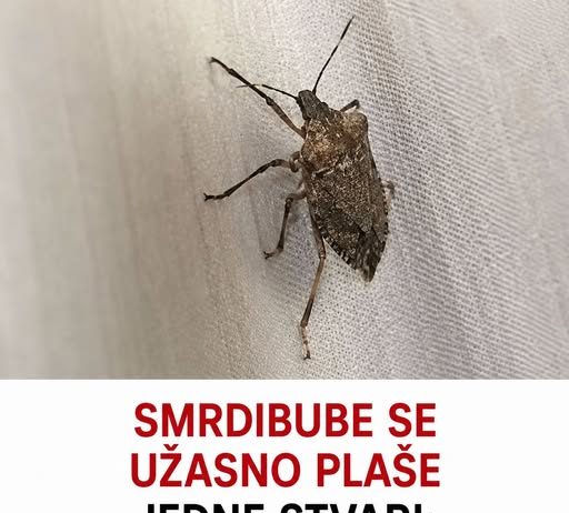 SMRDIBUBE SE UŽASNO PLAŠE JEDNE STVARI: Samo stavite ovo i BJEŽAT ĆE OD VAŠE KUĆE