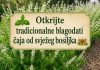 Otkrijte tradicionalne prednosti čaja od svježeg bosiljka