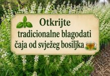 Otkrijte tradicionalne prednosti čaja od svježeg bosiljka