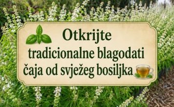 Otkrijte tradicionalne prednosti čaja od svježeg bosiljka