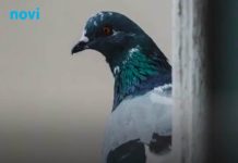 Šta znači ako vam ptica uleti u kuću ili udari u prozor: Odgovor vam se sigurno neće dopasti
