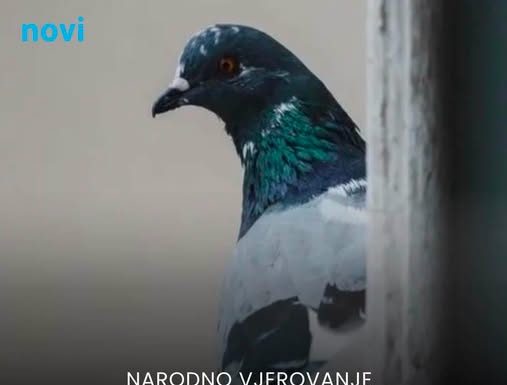 Šta znači ako vam ptica uleti u kuću ili udari u prozor: Odgovor vam se sigurno neće dopasti