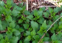 RECEPT ZA SIRUP OD MLADE KOPRIVE: Preporodiće vam organizam – Čisti jetru i krv u potpunosti te jača imunitet…