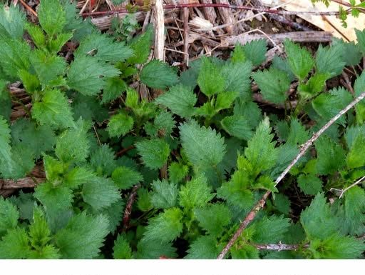RECEPT ZA SIRUP OD MLADE KOPRIVE: Preporodiće vam organizam – Čisti jetru i krv u potpunosti te jača imunitet…