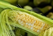 Kukuruzna svila – Lek koji se koristi hiljadama godina za ove bolesti (RECEPTI)