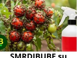 SMRDIBUBE su NESTALE za 24 sata! Nisam verovao dok nisam probao…