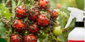 SMRDIBUBE su NESTALE za 24 sata! Nisam verovao dok nisam probao…