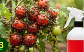 SMRDIBUBE su NESTALE za 24 sata! Nisam verovao dok nisam probao…