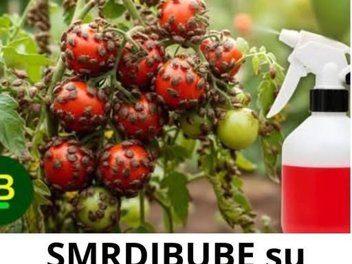 SMRDIBUBE su NESTALE za 24 sata! Nisam verovao dok nisam probao…