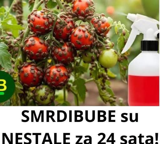 SMRDIBUBE su NESTALE za 24 sata! Nisam verovao dok nisam probao…