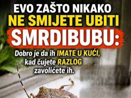 EVO ZAŠTO NIKAKO NE SMIJETE UBITI SMRDIBUBU: Dobro je da ih IMATE U KUĆI, kad čujete RAZLOG zavolićete ih