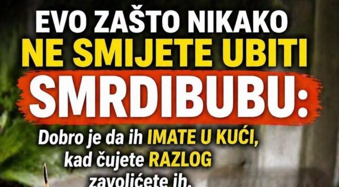 EVO ZAŠTO NIKAKO NE SMIJETE UBITI SMRDIBUBU: Dobro je da ih IMATE U KUĆI, kad čujete RAZLOG zavolićete ih