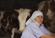 Stana je prodala jedinu kravu i dala komšiji pare da studira: Smatrali je ludom u selu, Milan je nije obilazio, nakon 10 godina usledio zapanjujući obrt