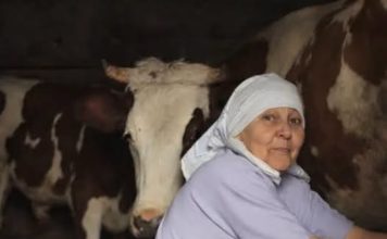 Stana je prodala jedinu kravu i dala komšiji pare da studira: Smatrali je ludom u selu, Milan je nije obilazio, nakon 10 godina usledio zapanjujući obrt