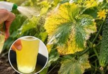 U augustu sam poprskao krastavce ovim… i žuti listovi su nestali
