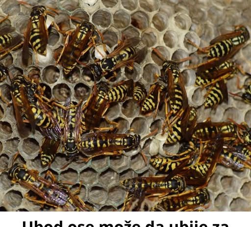 Ubod ose može da ubije za nekoliko minuta: Lekari otkrivaju ključne simptome koje niko ne sme da ignoriše