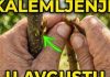 Na OVAJ način se kalemi voće u avgustu
