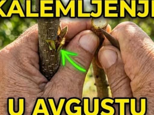 Na OVAJ način se kalemi voće u avgustu