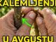 Na OVAJ način se kalemi voće u avgustu