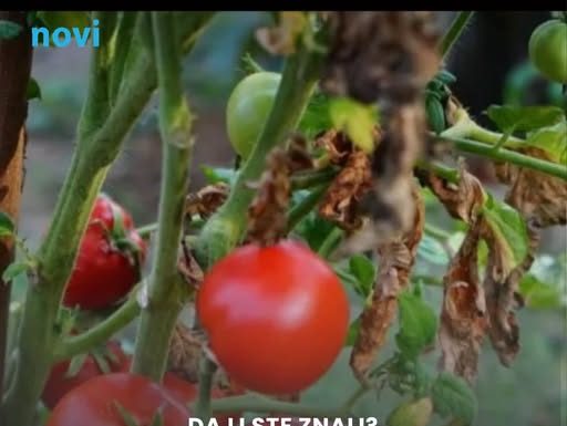 Paradajz može da rađa do kasne jeseni: Ovaj trik iskusnih baštovana mnogi danas zaboravljaju