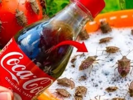 SMRDIBUBE bježe kao lude od Coca Cole! Nećete vjerovati
