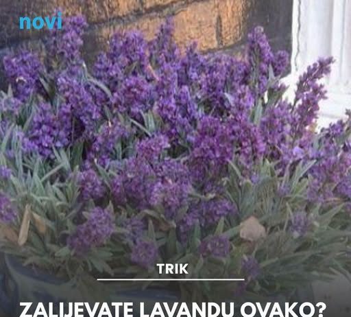 Zalijevate lavandu ovako? Greška bi je mogla uništiti, a rješenje je jednostavno