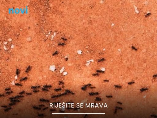 Pojavili su vam se mravi u kući? Ovo je najbolji način da ih se riješite
